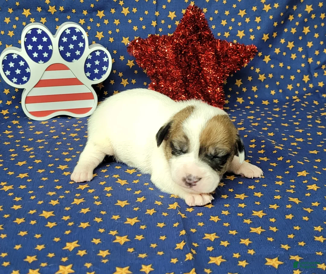 Jack Russell Terrier dogs for sale: Pax CKC male Delivery Available  - Ad 2