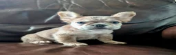 French Bulldog dogs for sale: Nebula - Ad 8