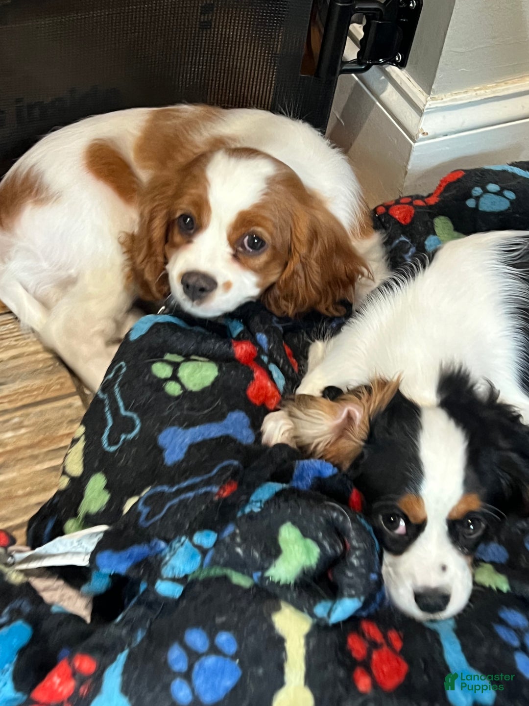 Cavalier King Charles Spaniel dogs for sale: Girl 1  - Ad 3