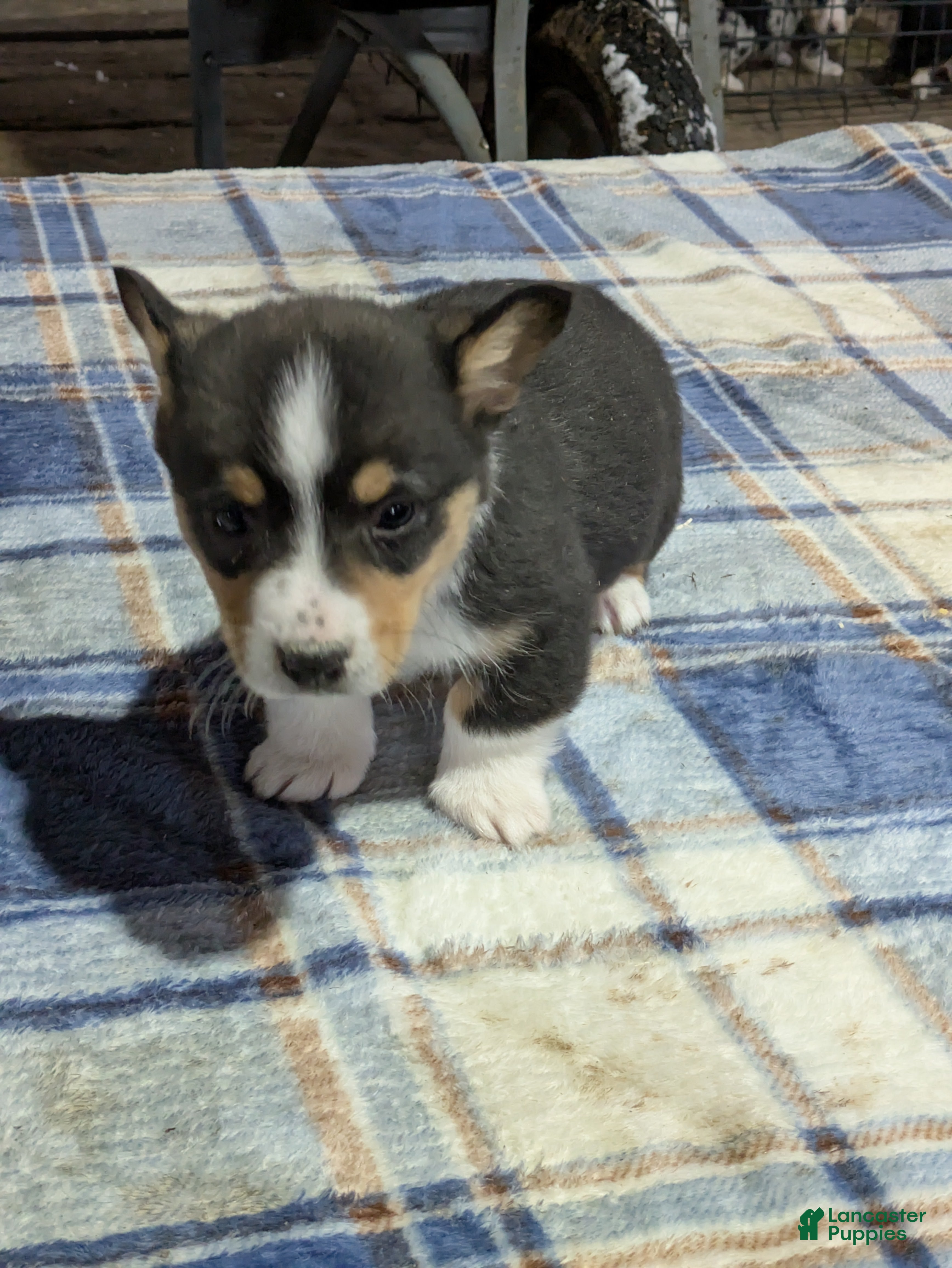 Welsh Corgi Pembroke dogs Sparky - Ad 29