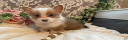 Welsh Corgi Pembroke dogs for sale: Smoky - Ad 11