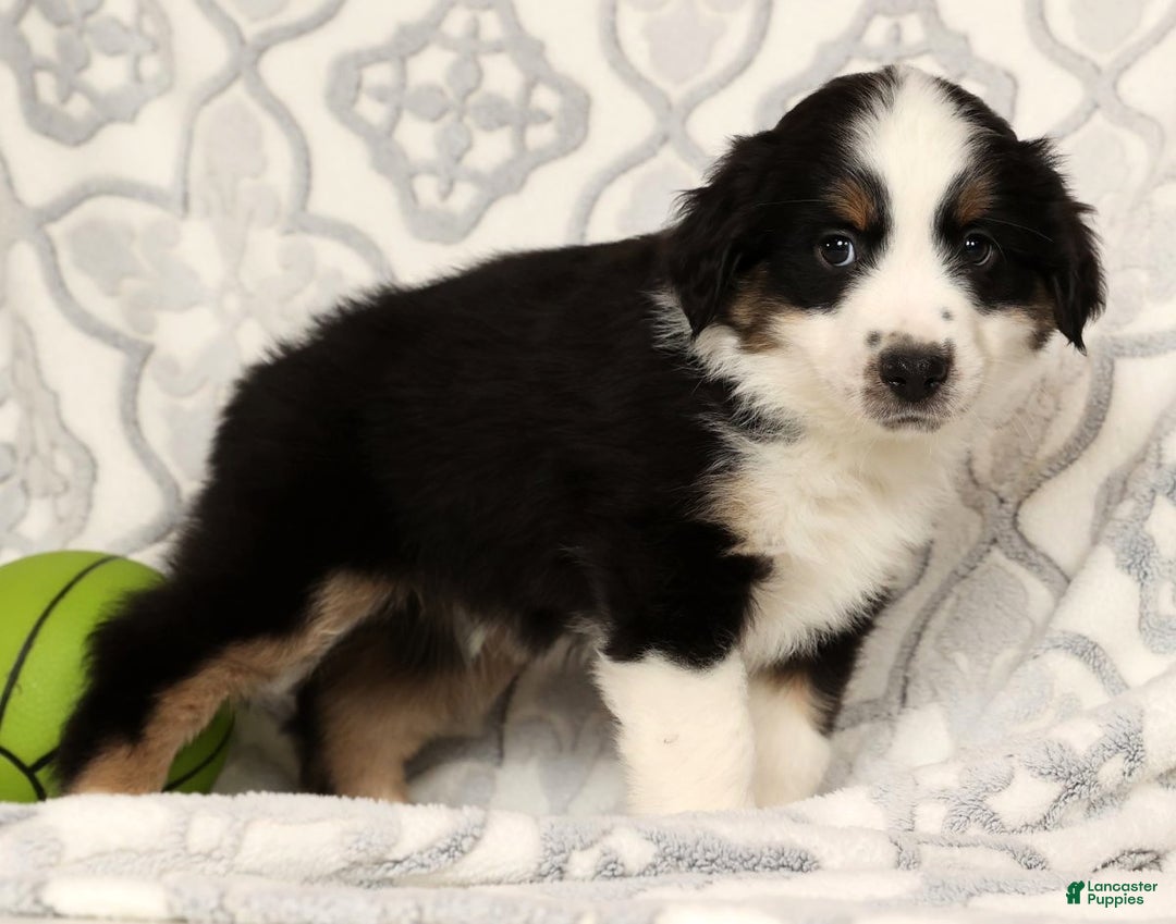 Miniature Australian Shepherd dogs for sale: Jasper - Ad 4