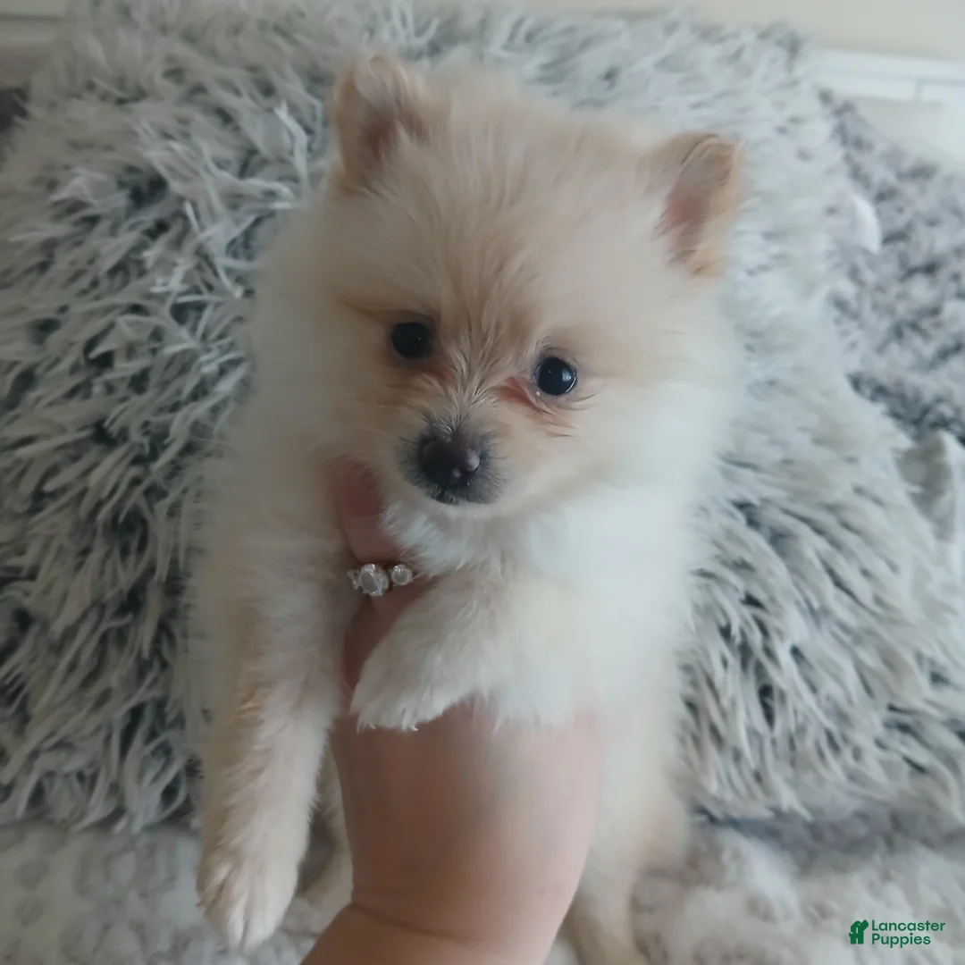 Pomeranian dogs for sale: Pomeranian Puppy 3 - Ad 1