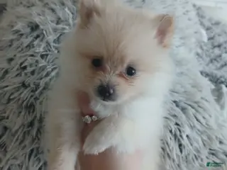 Pomeranian dogs Pomeranian Puppy 3 - Ad 14