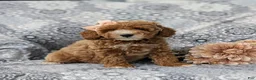 Miniature Poodle dogs for sale: Tamara - Ad 3