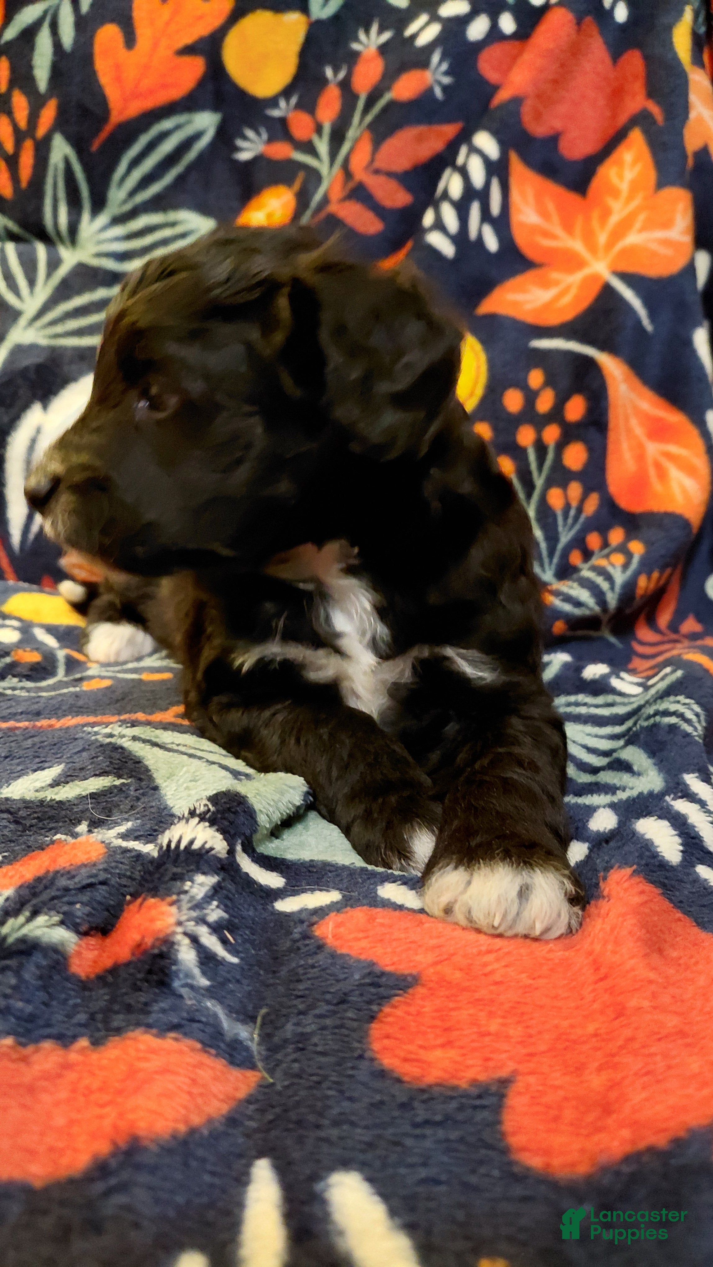 Mini Goldendoodle dogs for sale: Mountain Goldendoodle - Roxie - Ad 4