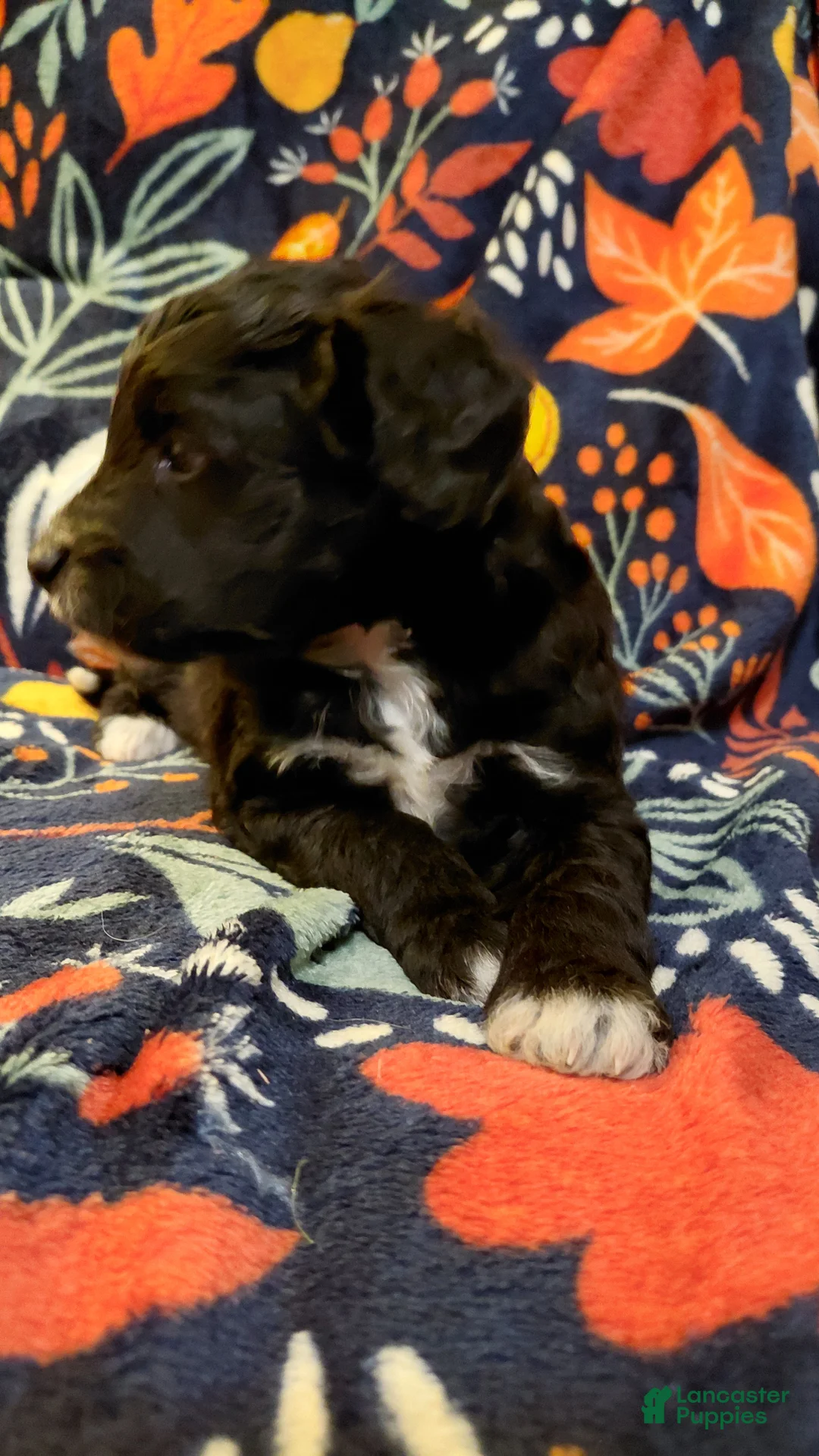 Mini Goldendoodle dogs for sale: Mountain Goldendoodle - Roxie - Ad 1