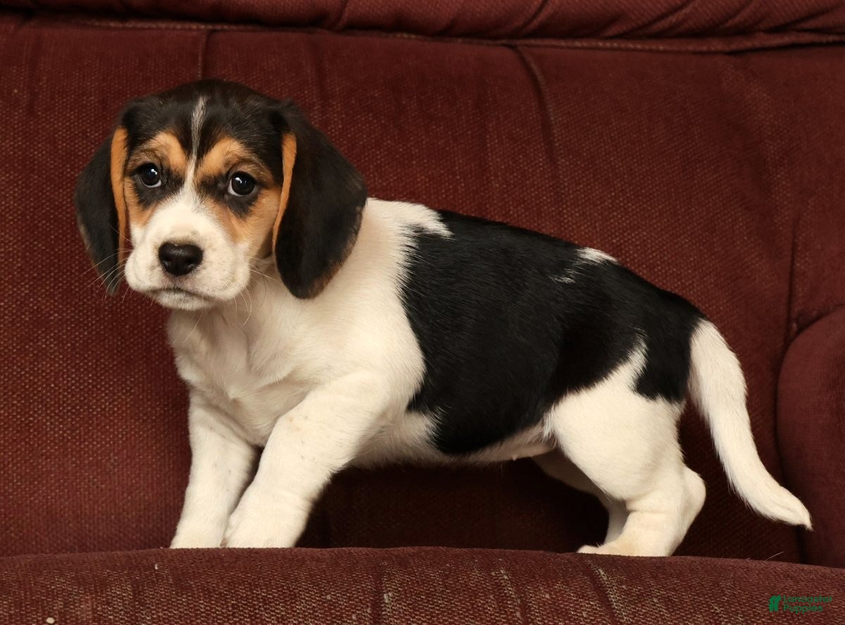 Beagle dogs for sale: Cuddles - Ad 7