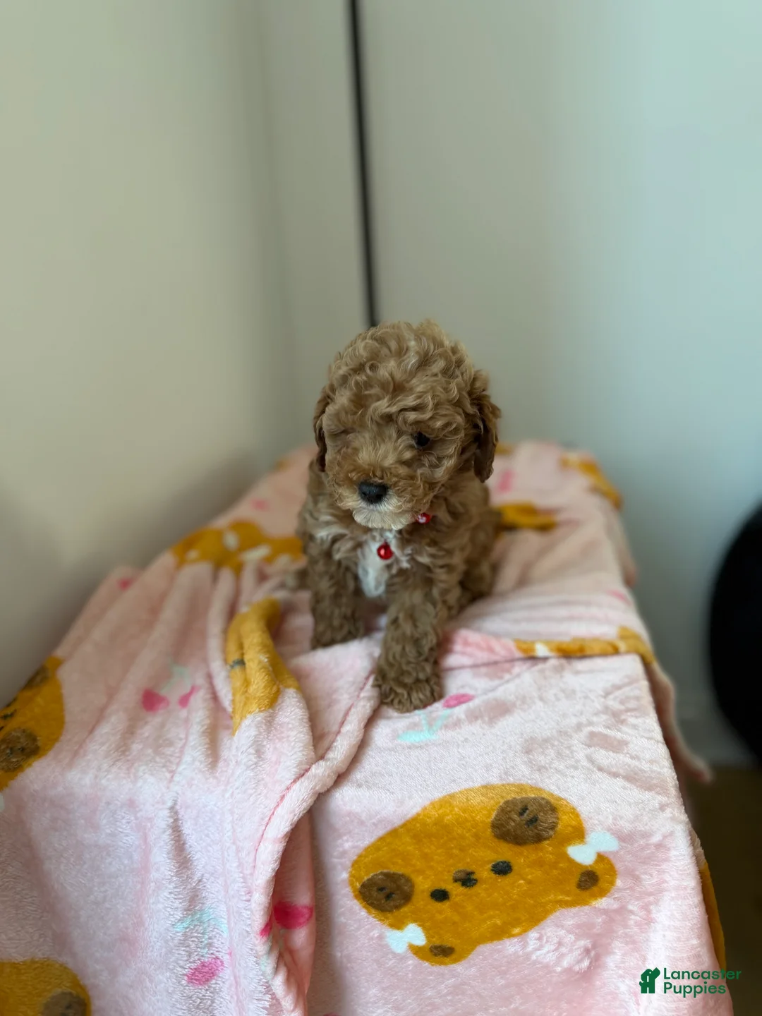 Toy Poodle dogs for sale: Snuggles - Ad 5