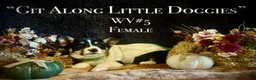 Welsh Corgi Pembroke dogs for sale: WV#4 - Ad 2