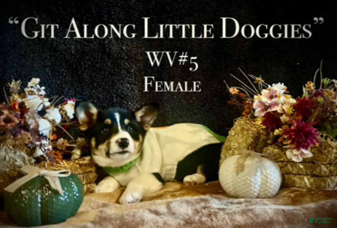 Welsh Corgi Pembroke dogs for sale: WV#4 - Ad 2