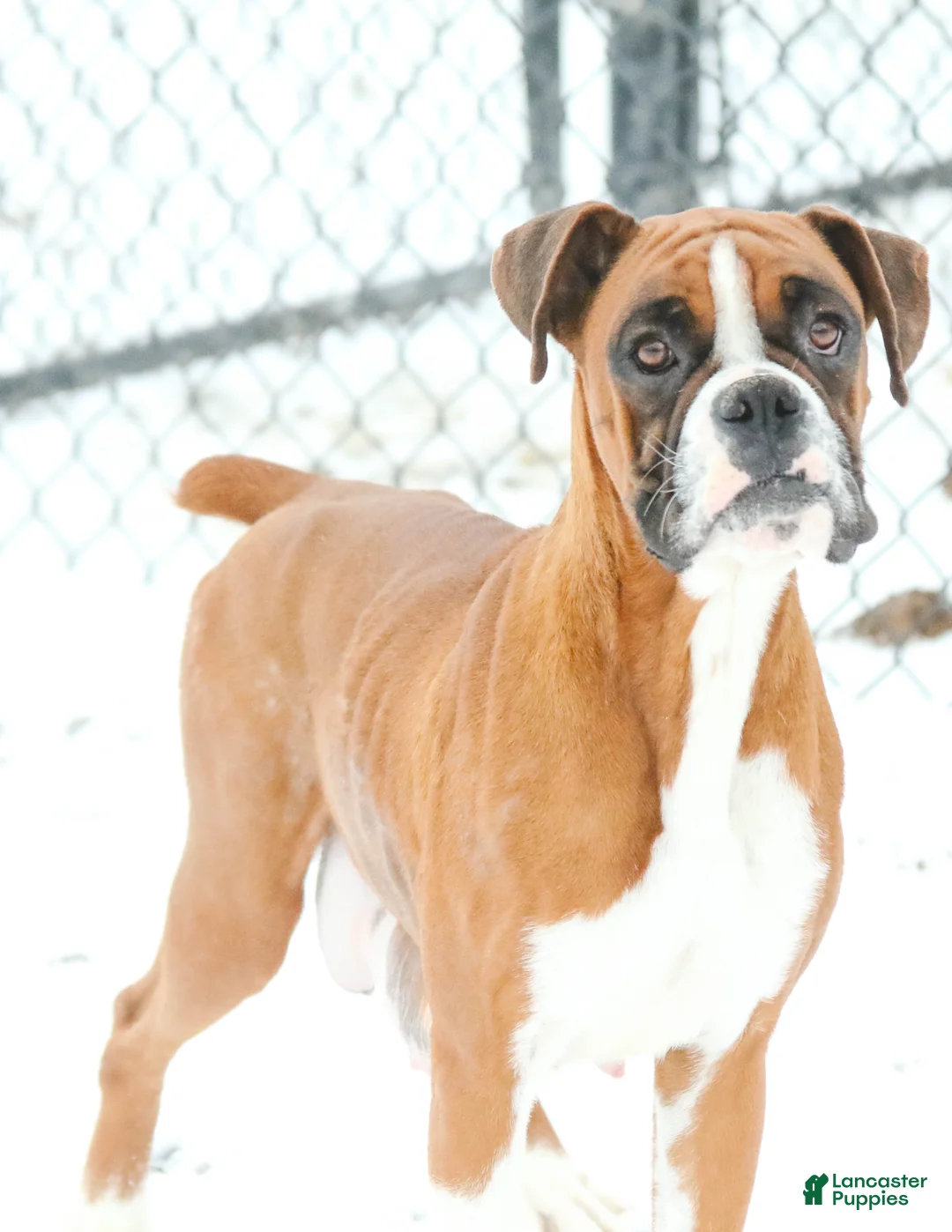 Boxer dogs for sale: Espresso - Ad 8