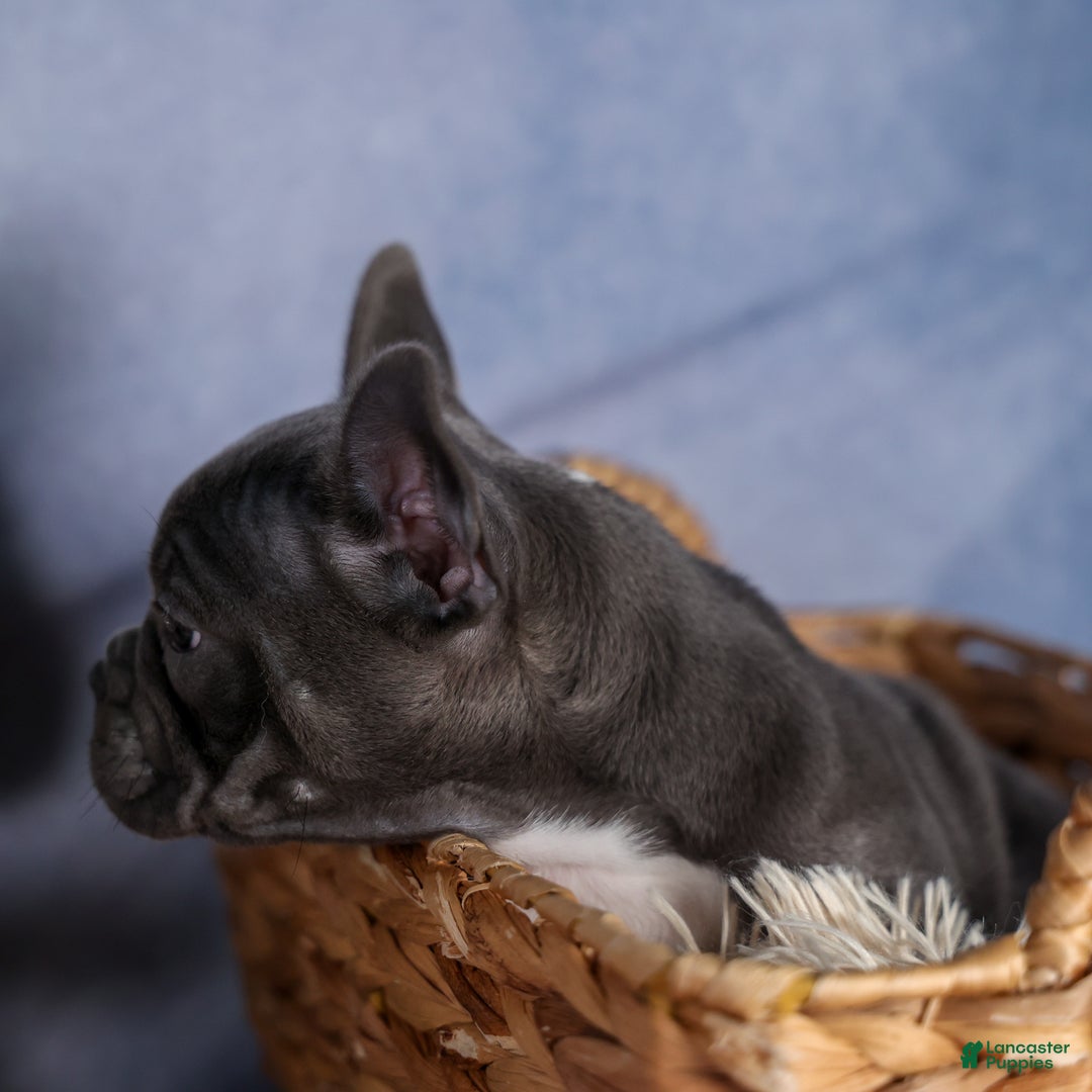 Frenchton dogs for sale: NOAH - Ad 12