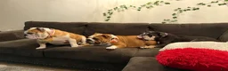 English Bulldog dogs for sale: English Bulldog 1 - Ad 17