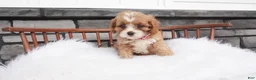 Cavapoo dogs for sale: Jewel - Ad 5