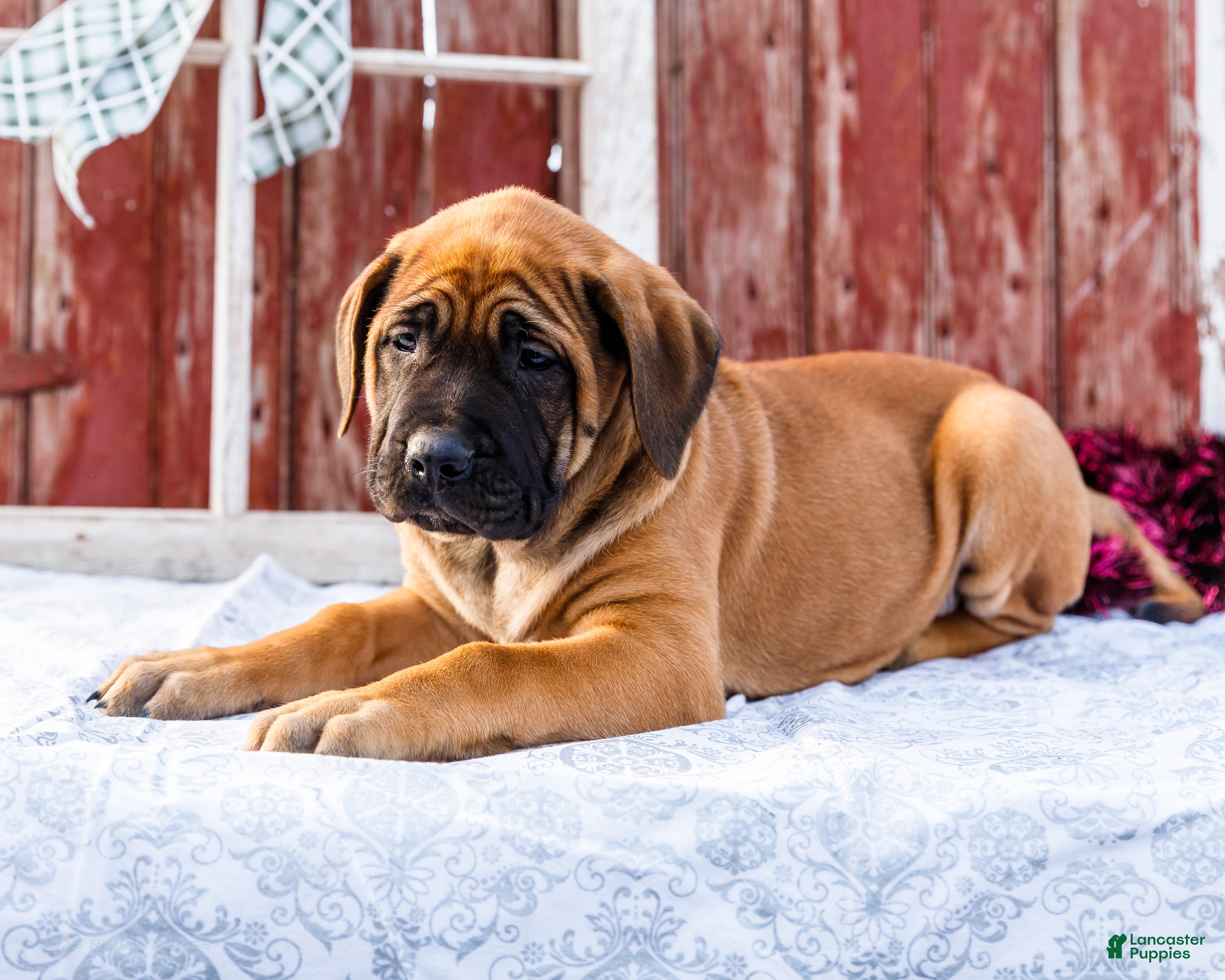 English Mastiff dogs Chloe - Ad 3