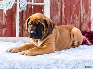 English Mastiff dogs Chloe - Ad 4