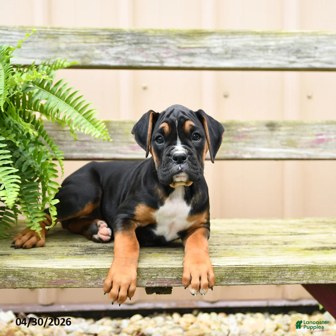 Boxer dogs for sale: Truffle  - Ad 1