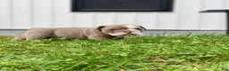 English Bulldog dogs for sale: SQUISHY PAWS - Ad 10