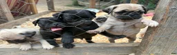 Pug dogs for sale: Mimosa - Ad 6
