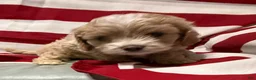 Cockapoo dogs for sale: Bonnie - Ad 4
