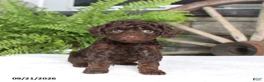 Paul 