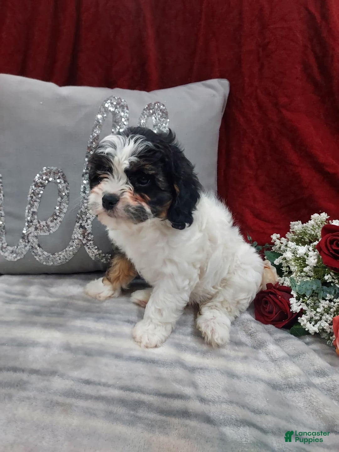 Cavapoo dogs for sale: Luna - Ad 2