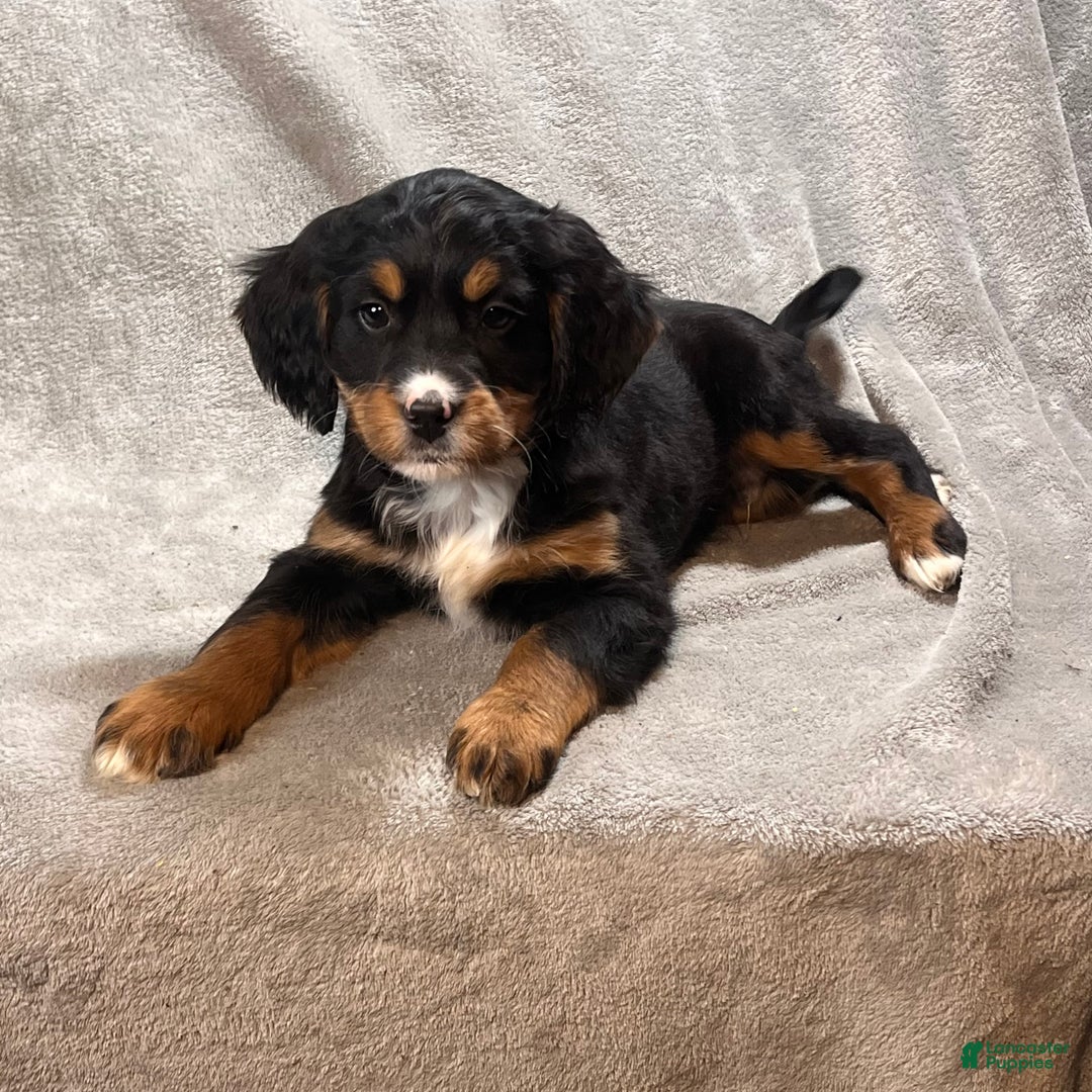 Bernedoodle dogs for sale: Gavin - Ad 3