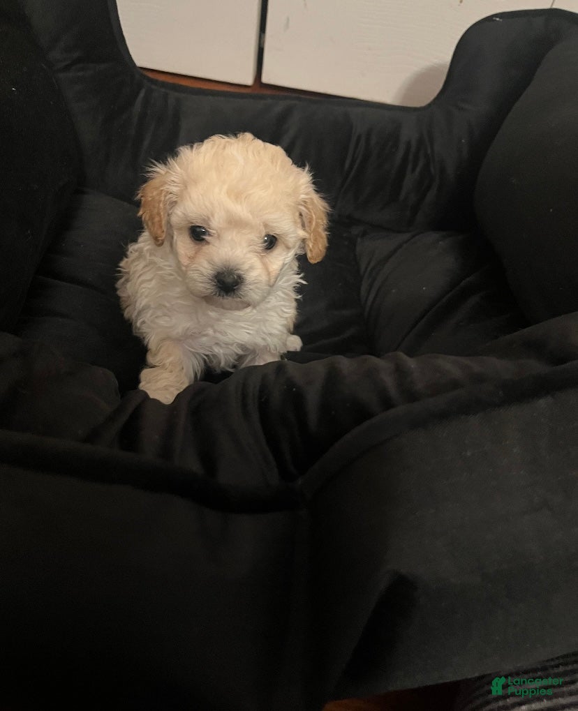 Shihpoo dogs Shihpoo Puppy 5 Ivory - Ad 5