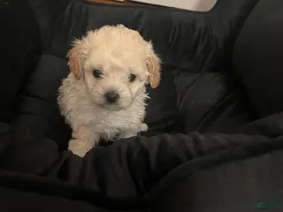 Shihpoo dogs Shihpoo Puppy 5 Ivory - Ad 5