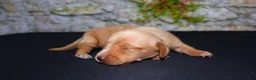 Miniature Dachshund dogs for sale: Miniature Dachshund Puppy 5 - Ad 4