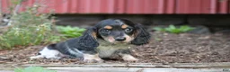 Miniature Dachshund dogs for sale: Bella - Ad 7