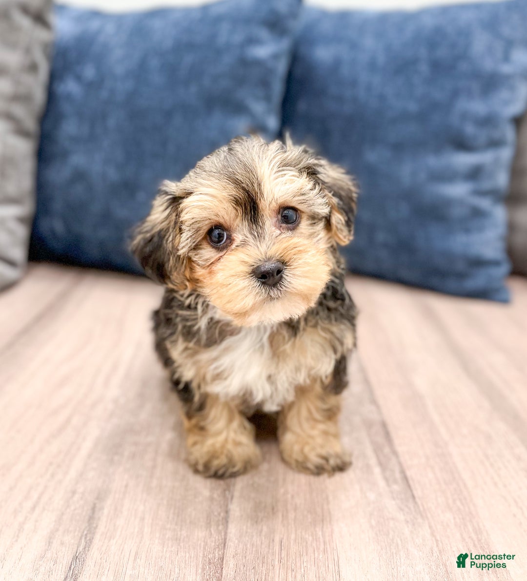 Yorkiepoo dogs for sale: Dexter - Ad 2