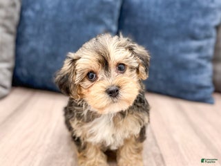Yorkiepoo dogs Dexter - Ad 9