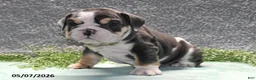 English Bulldog dogs for sale: Jethro - Ad 3