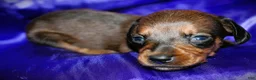 Dachshund dogs for sale: Circe - Ad 6