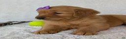 Golden Retriever dogs for sale: Miss Goldie  - Ad 5