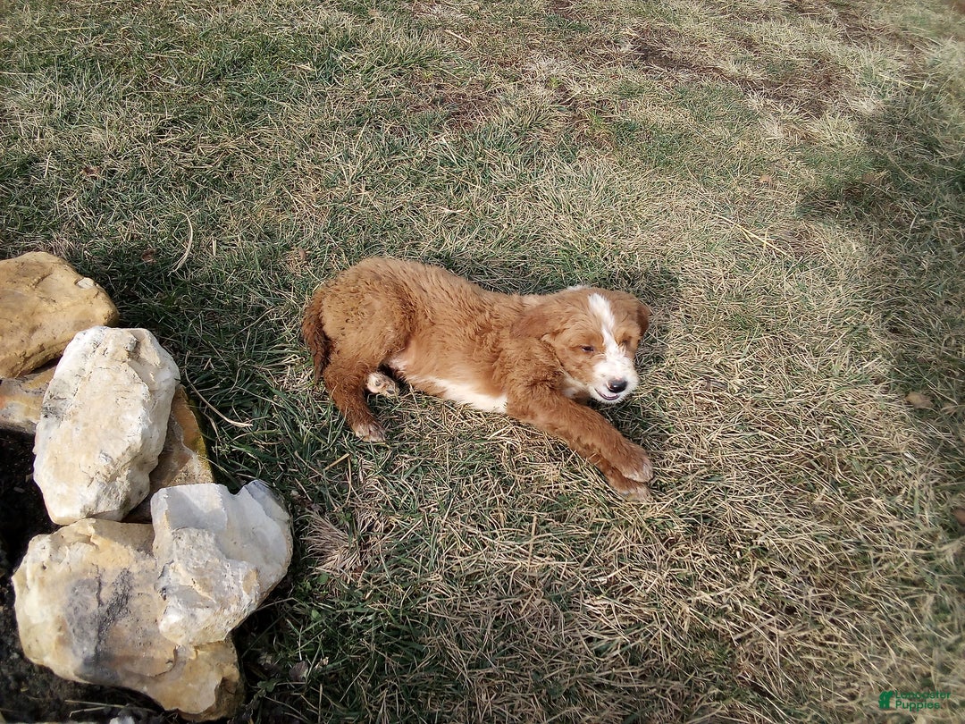 Mixed Breed dogs for sale: Homer - Ad 2