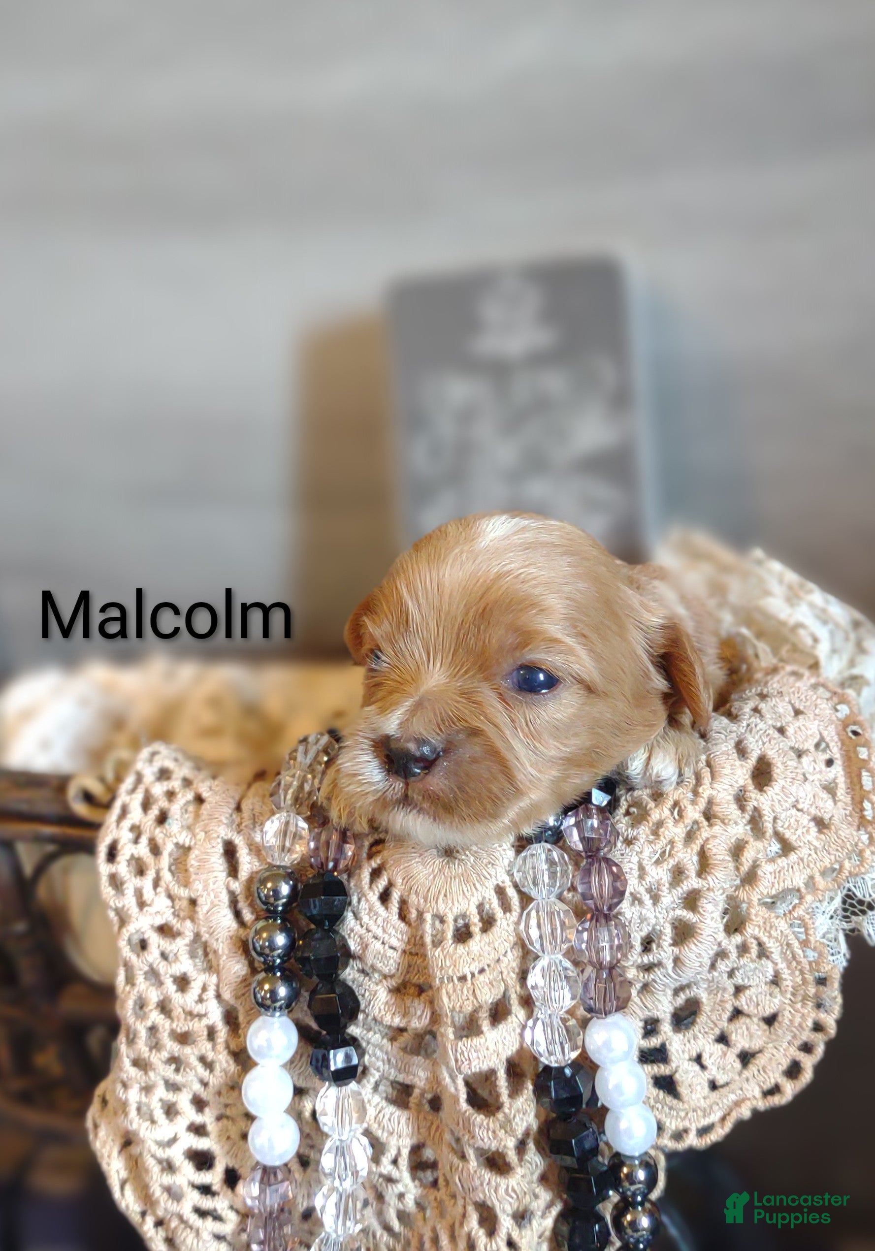 Shihpoo dogs Shihpoo Puppy 5 Malcolm  - Ad 1
