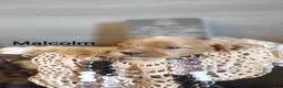 Shihpoo dogs for sale: Shihpoo Puppy 5 Malcolm  - Ad 1