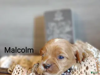 Shihpoo dogs for sale: Shihpoo Puppy 5 Malcolm - Ad 4
