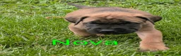 English Mastiff dogs for sale: English Mastiff Puppy 1 - Ad 4