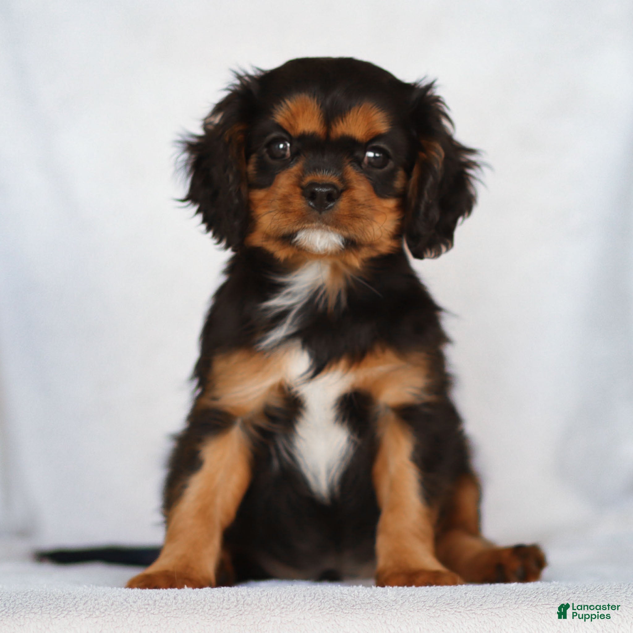 Cavalier King Charles Spaniel dogs Rhys - Ad 34