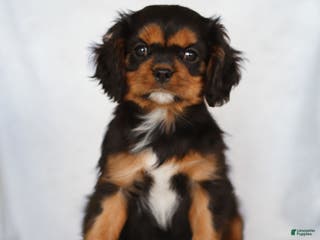 Cavalier King Charles Spaniel dogs Rhys - Ad 19