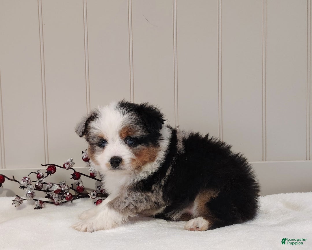 Miniature Australian Shepherd dogs for sale: Miniature Australian Shepherd Puppy 3 - Ad 2