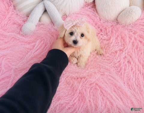 Bichpoo dogs Teacup Bichpoo - Hand Delivery Available - Ad 2