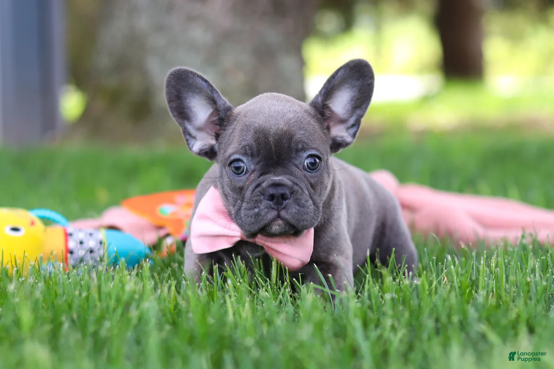French Bulldog dogs for sale: Lucy - Ad 2