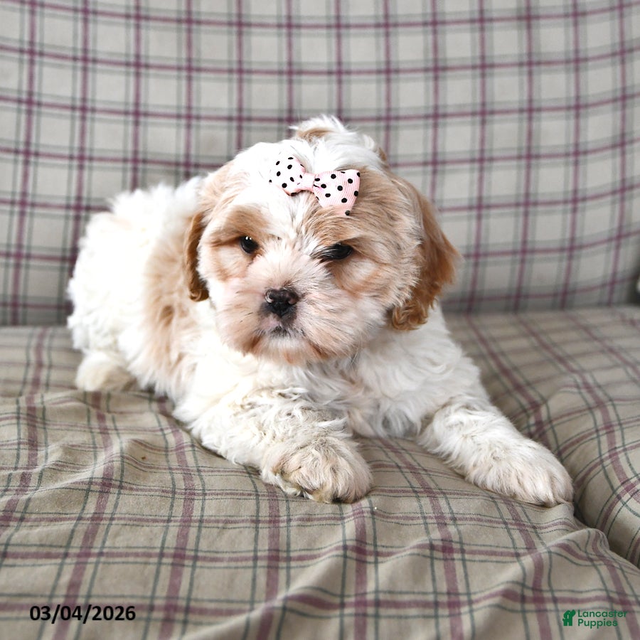 Mixed Breed dogs Barney - Ad 2