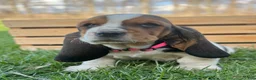 Basset Hound dogs for sale: Clara - Ad 13