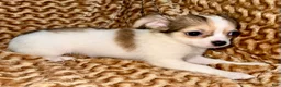Chihuahua dogs for sale: Cookie - Ad 4